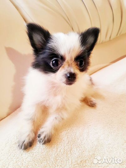 Маленькая Панда