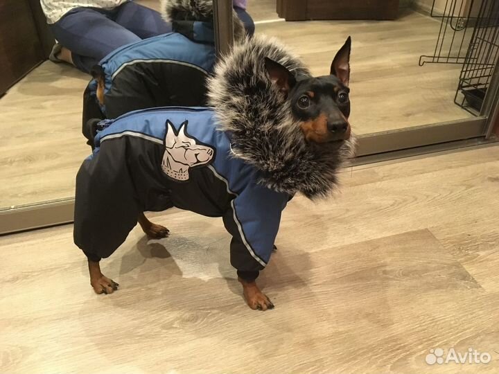 Пошив одежды для собак