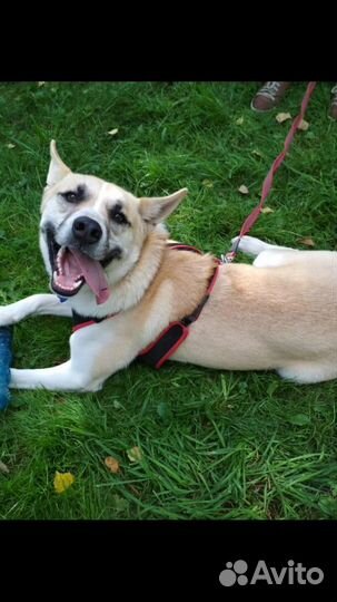 Собака в дар в добрые руки метис лайки