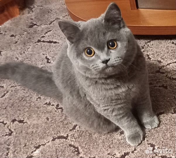 Британские котята (мальчик)