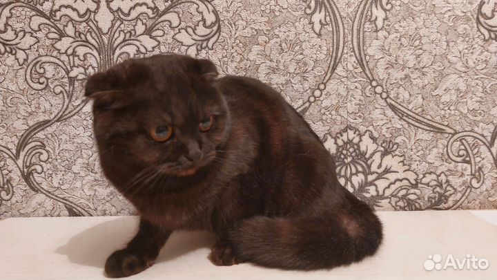 Вислоухая кошка