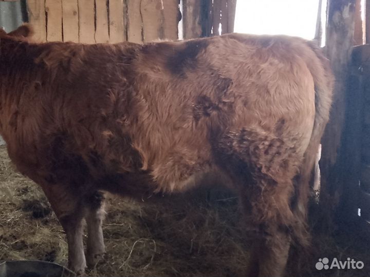 Телка 1.6 мес на мясо продам