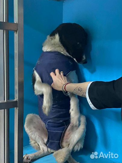 Шанс для Мурочки до завтра