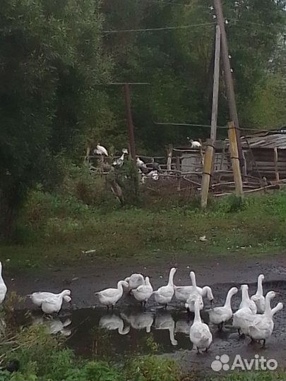 Гусак племенной порода линда крупный и яйцо