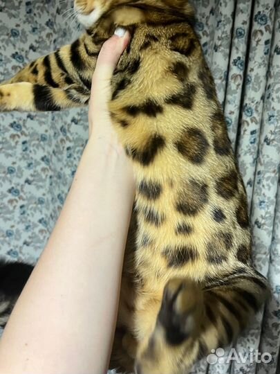 Бенгальский котенок мальчик