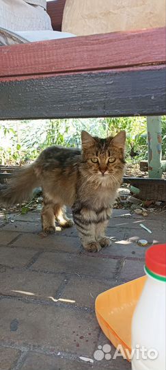 Кошка в дар бесплатно