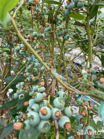 Голубика Торо 5 лет