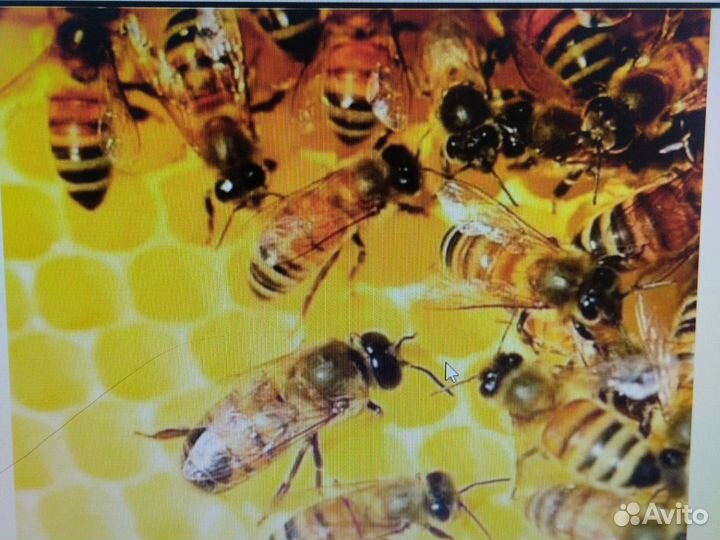 Пчелопакеты, пчелы