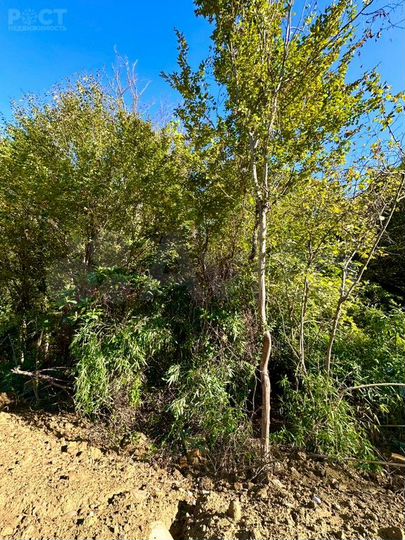 Участок 5,3 сот. (СНТ, ДНП)