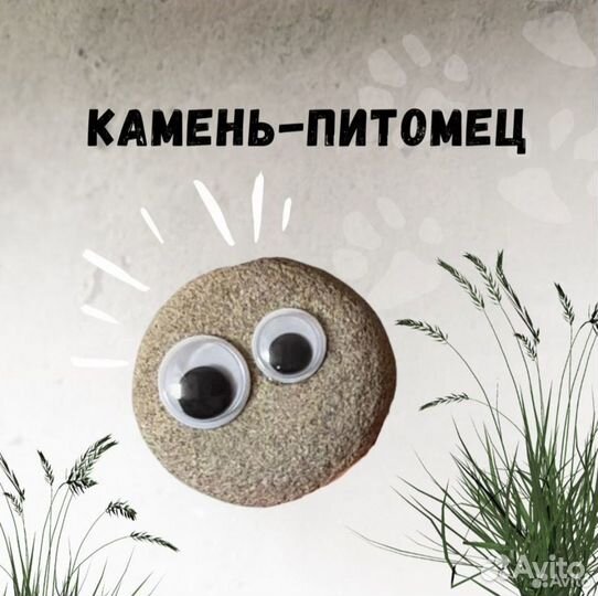 Питомец камень