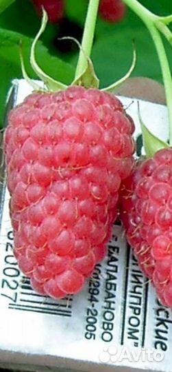 Саженцы малины Сказка