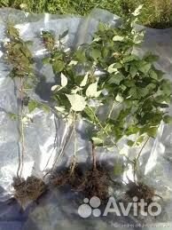 Ремонтантная малина