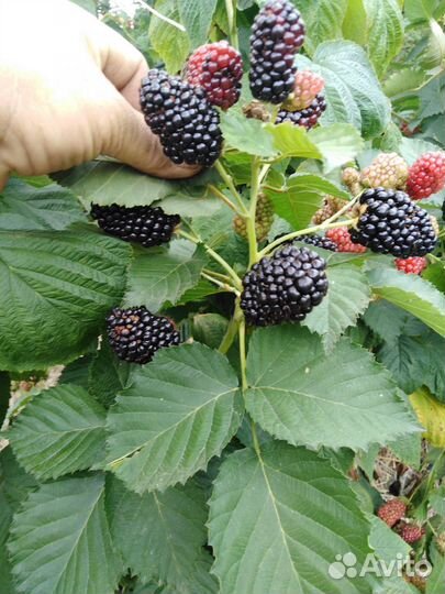 Ежевика Блек Джем и др