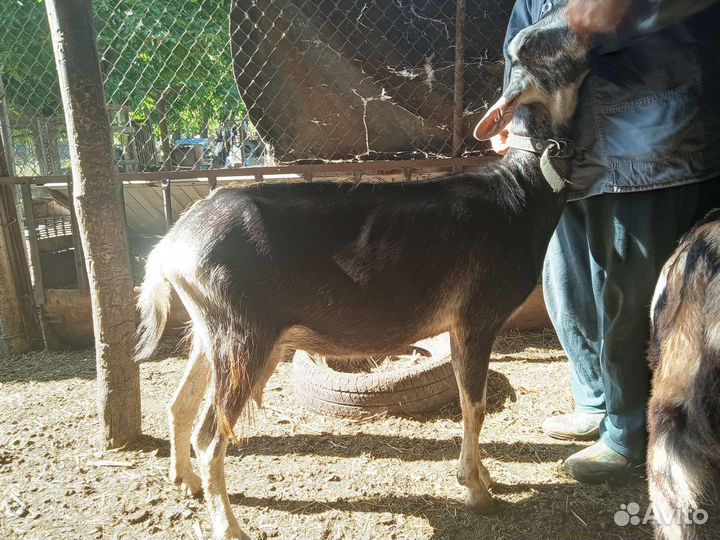 Продается коза