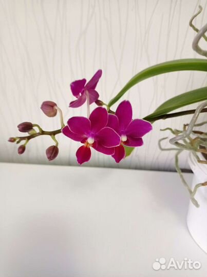 Орхидея фаленопсис