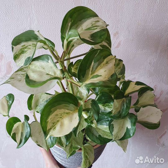 Эпипремнум Марбл Эппл (Хэппи Лиф)