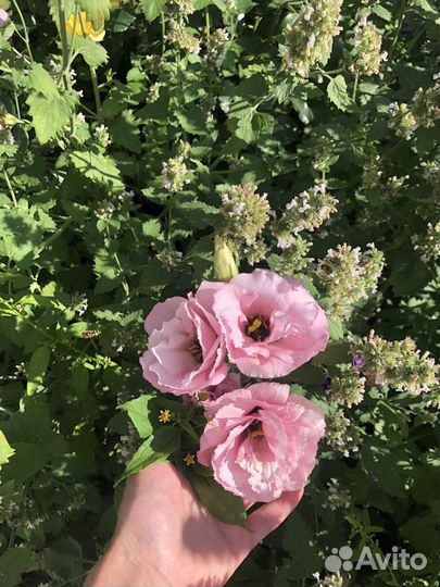 Рассада эустомы