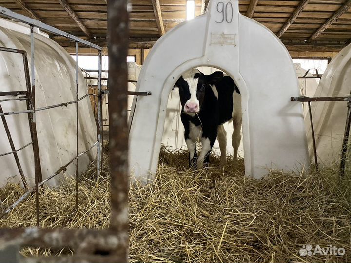 Бычки, телята. Холмогор