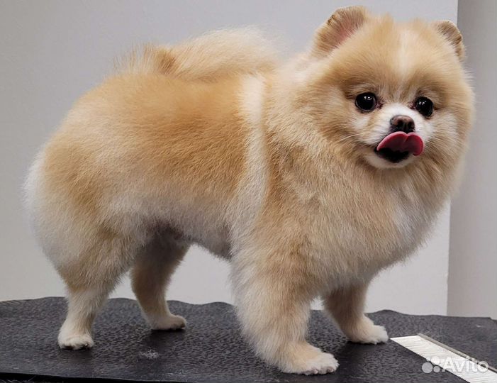 Стрижка собак, расчесывание, уход