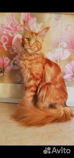 Котята мейн-кун