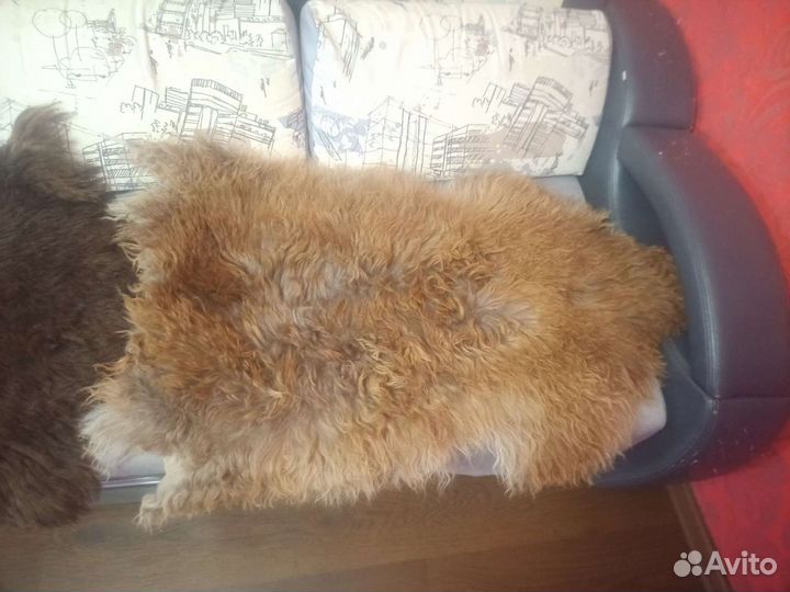 Меховые шкурки