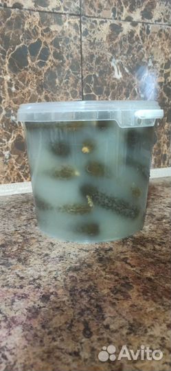 Огурцы соленые бочковые