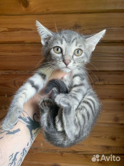 Котята в добрый руки