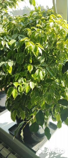 Фикус, педилантус, гибискус