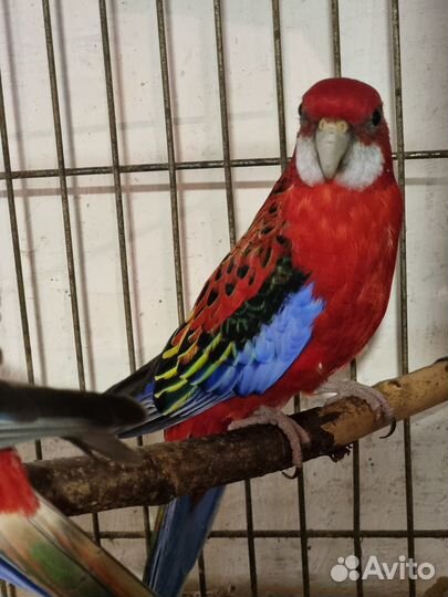 Попугай розелла