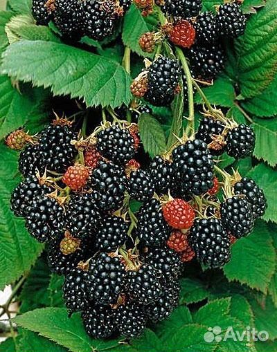 Ежевика садовая, малина, Тибетская малина саженцы