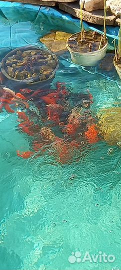 Прудовая рыба