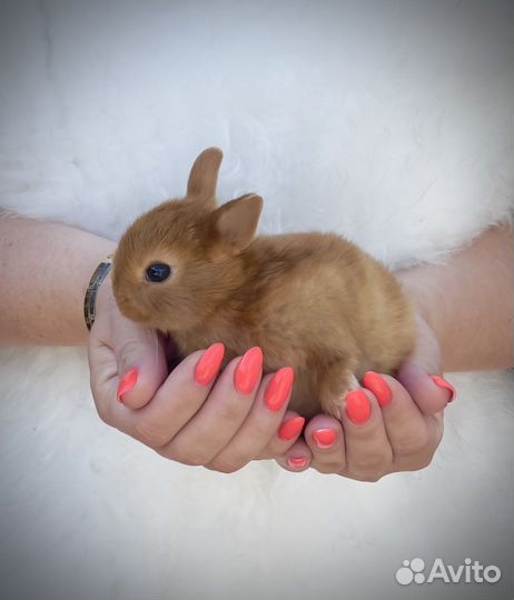 Кролики Царские(карликовые) ручные