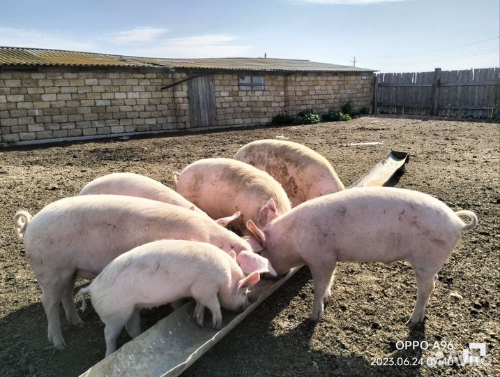 Свиноматки