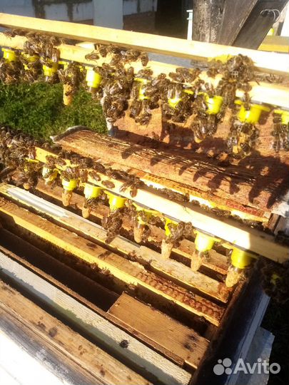 Пчеломатки, пчелопакеты: Карника, Бакфаст