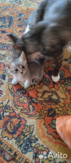 Кошка в дар бесплатно