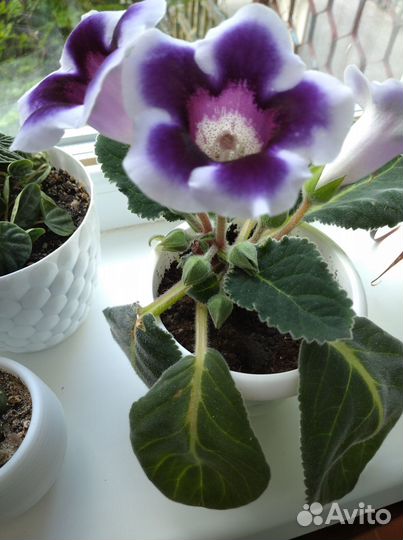 Комнатные растения