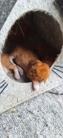 Котята курильский бобтейл