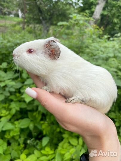 Морские свинки