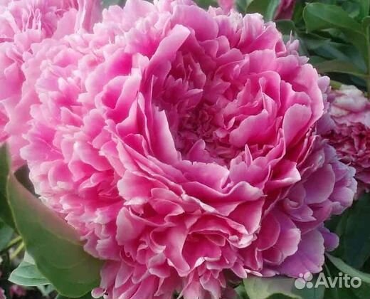 Пион Сара Бернар ярко-розовая