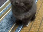 Открыто бронирование на шотландских котят объявление продам