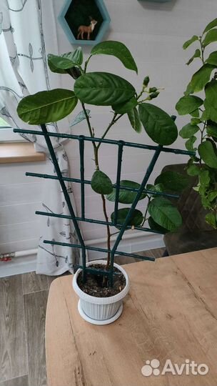 Лимон Юбилейный