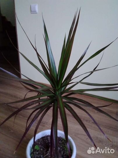 Драцена большая 2 шт