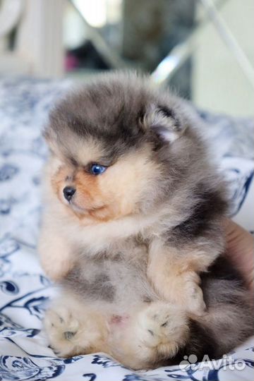 Померанский Шпиц окрас голубой мрамор