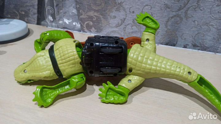 Крокодил, Алигатор