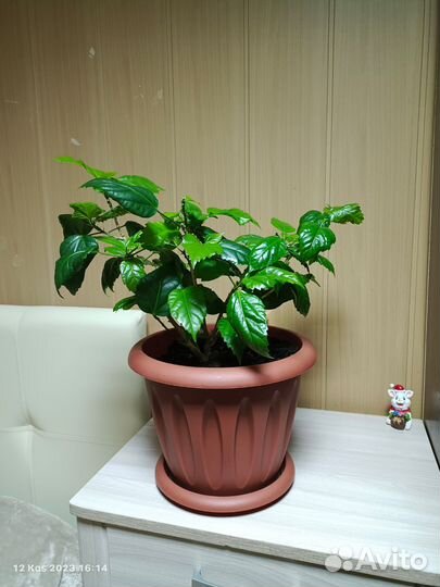 Гибискус китайская роза