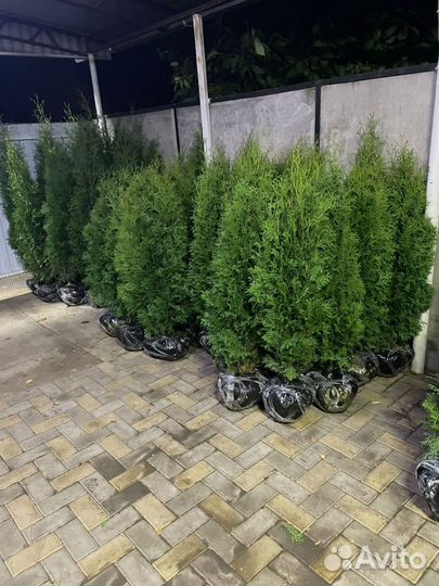 Туя Колумна