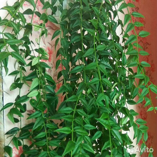 Цветы комнатные зомиакулькас,фикус,примулы