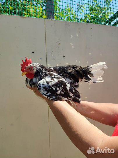 Молодые петухи порода Легорн Долматинец