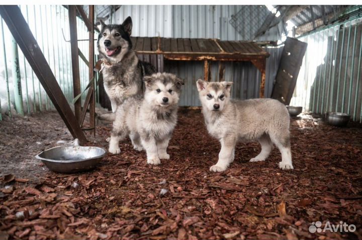 Русский Вольфхунд щенки