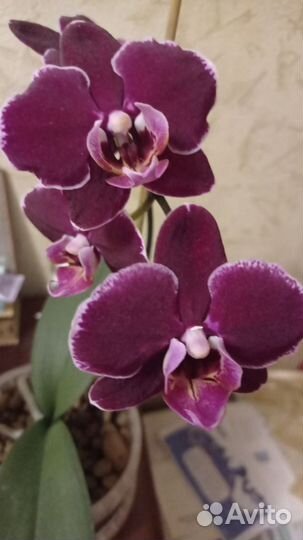 Орхидея фаленопсис Elegant Debora